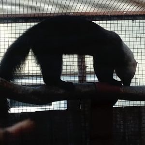 Tayra 19th September 2019