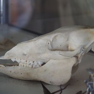 Unknown ungulate (?) skull at Zoo Parc Overloon (2019-08-11)