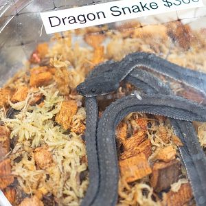 Dragon Snake!!!- Xenodermus javanicus