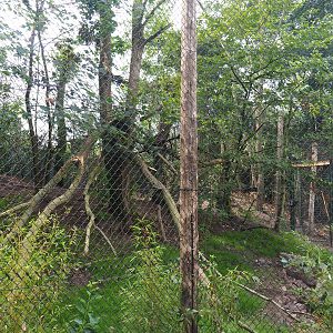 First new fossa exhibit, 2019-08-11