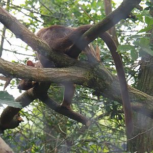 Fossa (Cryptoprocta ferox), 2019-08-11
