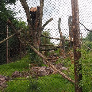 Second new fossa exhibit, 2019-08-11