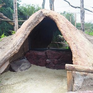 New fossa exhibit - den, 2019-08-11