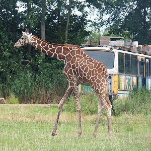 Reticulated giraffe (Giraffa reticulata), 2019-08-11