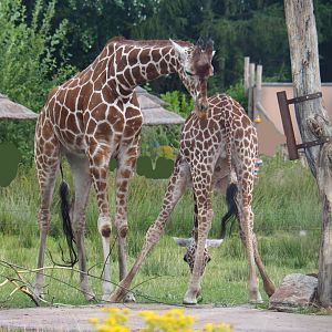Reticulated giraffes (Giraffa reticulata), 2019-08-11