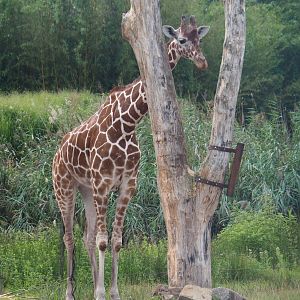 Reticulated giraffe (Giraffa reticulata), 2019-08-11