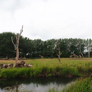 Reticulated giraffe exhibit, 2019-08-11