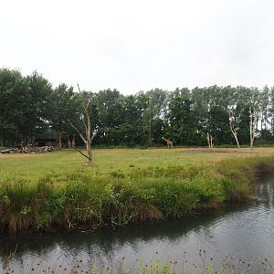 Reticulated giraffe exhibit, 2019-08-11