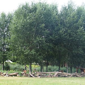 Dwarf zebu - DeBrazza's guenon exhibit next to reticulated giraffe exhibit, 2019-08-11