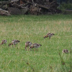 Flock of feral Egyptian geese (Alopochen aegyptiaca), 2019-08-11