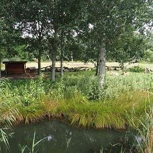 Dwarf zebu - DeBrazza's guenon exhibit next to reticulated giraffe exhibit, 2019-08-11
