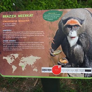 Sign DeBrazza's guenon, 2019-08-11