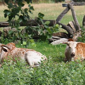 Dwarf zebus (Bos taurus indicus), 2019-08-11