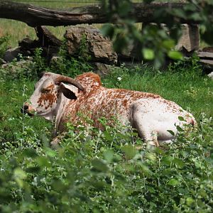 Dwarf zebu (Bos taurus indicus), 2019-08-11