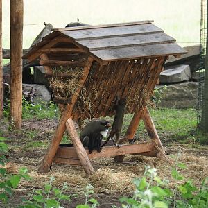 DeBrazza's guenons (Cercopithecus neglectus) on dwarf zebu hay rack, 2019-08-11