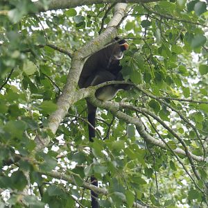 DeBrazza's guenon (Cercopithecus neglectus) in aspen tree, 2019-08-11