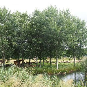 Dwarf zebu - DeBrazza's guenon exhibit next to reticulated giraffe exhibit, 2019-08-11