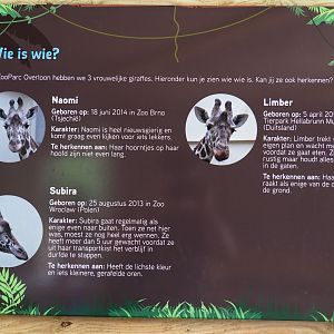 Information sign about the reticulated giraffes living at Zoo Parc Overloon, 2019-08-11