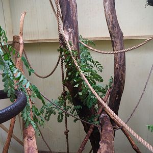 DeBrazza's guenon indoor housing, 2019-08-11