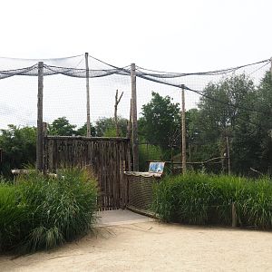 Kirk's dik-dik - Palm-nut vulture - East African grey crowned crane - Hooded vulture aviary, 2019-08-11