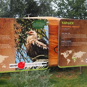 Signs Palm-nut vulture and Hooded vulture, 2019-08-11
