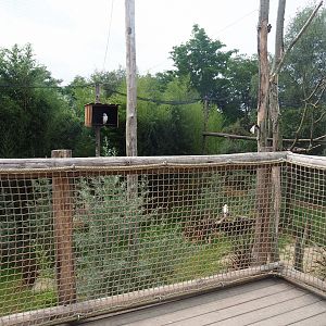 Viewing area inside Kirk's dik-dik - Palm-nut vulture - East African grey crowned crane - Hooded vulture aviary, 2019-08-11