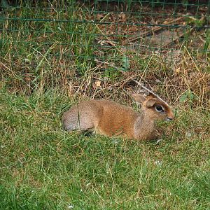 Kirk's dik-dik (Madoqua kirkii), 2019-08-11