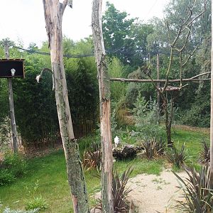 Kirk's dik-dik - Palm-nut vulture - East African grey crowned crane - Hooded vulture aviary, 2019-08-11