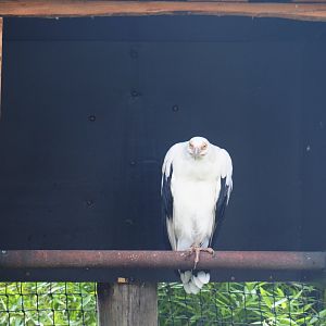 Palm-nut vulture (Gypohierax angolensis), 2019-08-11