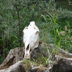 Horse skull as a prop in Kirk's dik-dik - Palm-nut vulture - East African grey crowned crane - Hooded vulture aviary, 2019-08-11