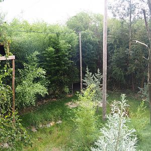 Kirk's dik-dik - Palm-nut vulture - East African grey crowned crane - Hooded vulture aviary, 2019-08-11