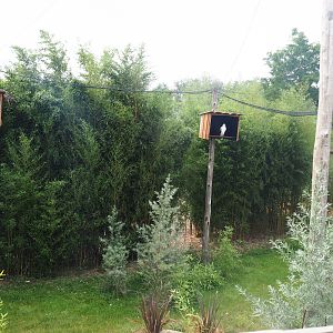 Kirk's dik-dik - Palm-nut vulture - East African grey crowned crane - Hooded vulture aviary, 2019-08-11