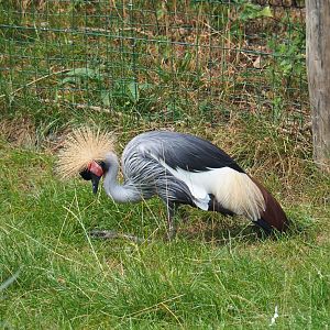 East African grey crowned crane (Balearica regulorum gibbericeps), 2019-08-11