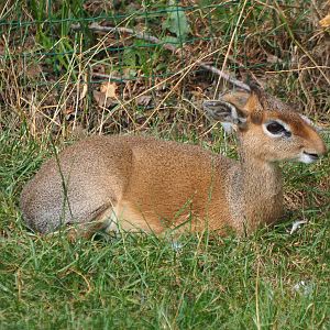Kirk's dik-dik (Madoqua kirkii), 2019-08-11