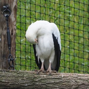 Palm-nut vulture (Gypohierax angolensis), 2019-08-11
