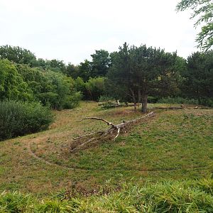 South African cheetah exhibit, 2019-08-11