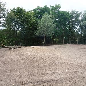 Vietnamese sika deer - Blackbuck - White-naped crane paddock, 2019-08-11