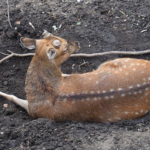 Vietnamese sika deer buck (Cervus nippon pseudaxis), 2019-08-11