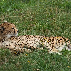 South African cheetah (Acinonyx jubatus jubatus), 2019-08-11