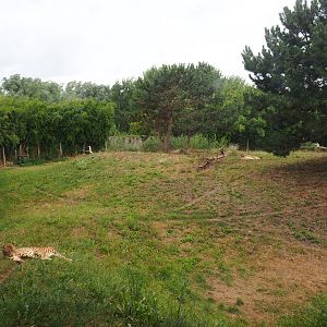 South African cheetah exhibit, 2019-08-11