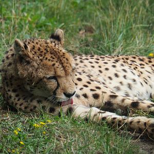 South African cheetah (Acinonyx jubatus jubatus), 2019-08-11
