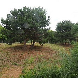 South African cheetah exhibit, 2019-08-11