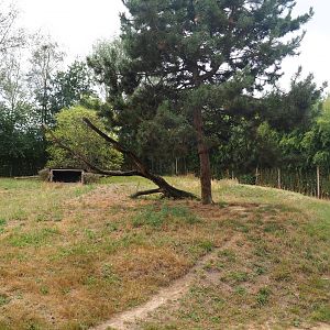 African hunting dog exhibit, 2019-08-11