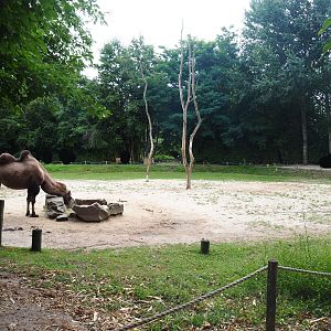 Bactrian camel paddock, 2019-08-11
