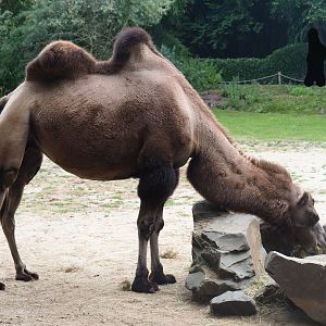 Bactrian camel (Camelus bactrianus), 2019-08-11
