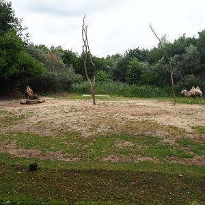 Bactrian camel paddock, 2019-08-11