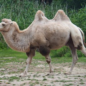 Bactrian camel (Camelus bactrianus), 2019-08-11