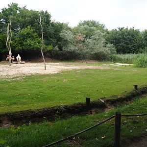 Bactrian camel paddock, 2019-08-11