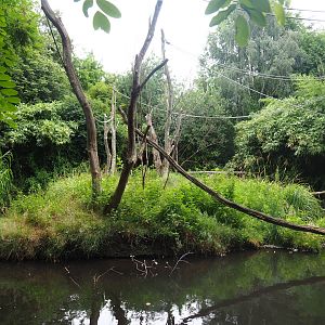 Black-and-white ruffed lemur islands, 2019-08-11