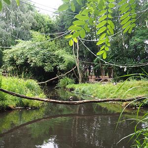Black-and-white ruffed lemur islands, 2019-08-11